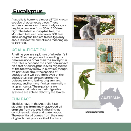 Eucalyptus essential oil comes from the much beloved eucalyptus tress in Australia. 