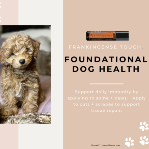 foundational dog health with frankincense the king of oils